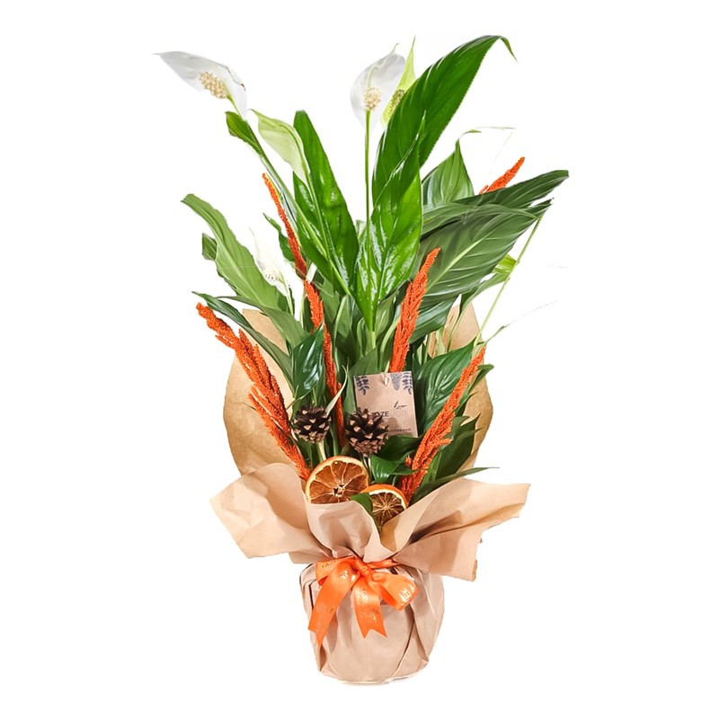 Saksıda Spatifilyum