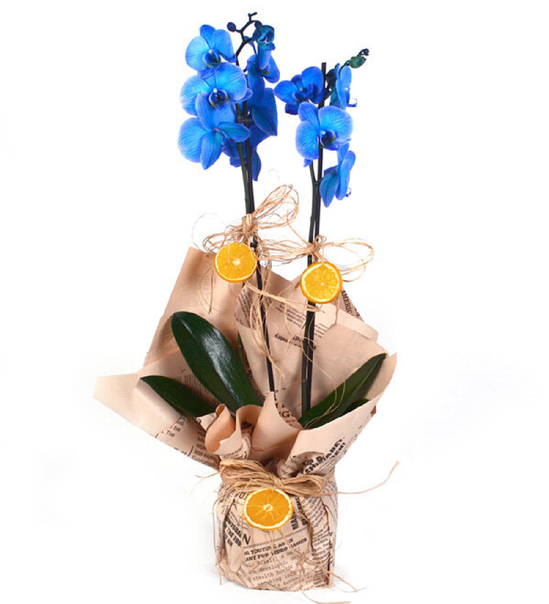 2 Dallı Mavi Orkide