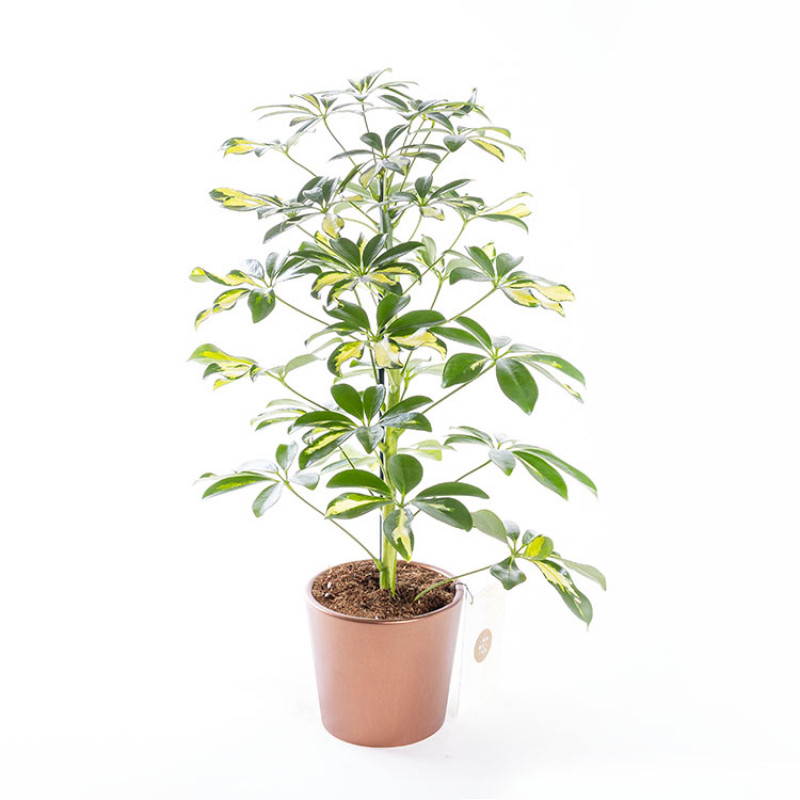 İthal Saksıda Schefflera Arboricola Bitkisi