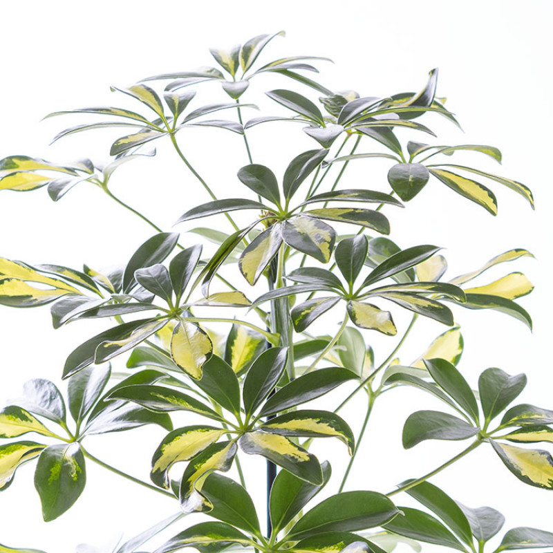 İthal Saksıda Schefflera Arboricola Bitkisi