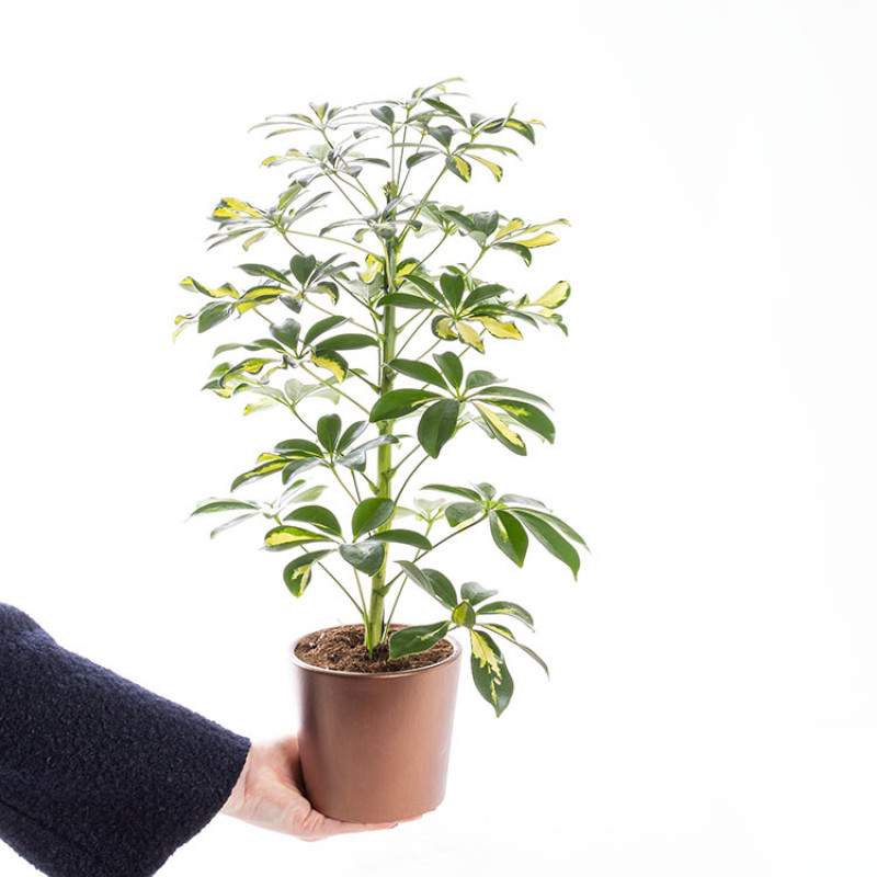 İthal Saksıda Schefflera Arboricola Bitkisi
